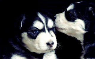 Картинка хаски, чёрный, щенки, cute, puppies