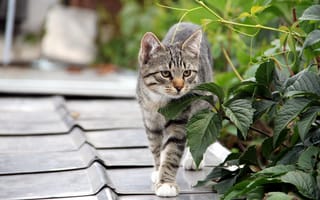 Картинка листья, кошка