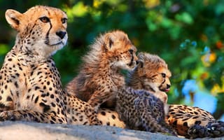 Обои трое, мама, мать, семья, гепард, котята