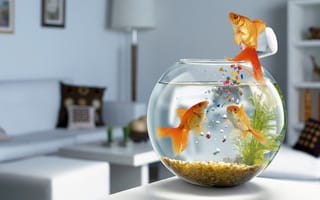 Картинка аквариум, рыбки, корм