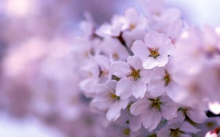Картинка сиреневый, весна, дерево, цветение