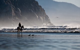 Картинка волны, берег, песок, чайки, тилт шифт, природа, человек, скалы, лошадь, всадник, горы, море, пляж, побережье
