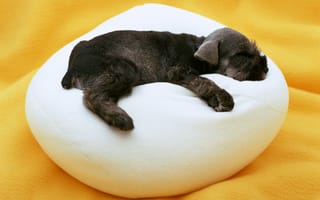 Обои щенок, малыш, сон, собака, подушка