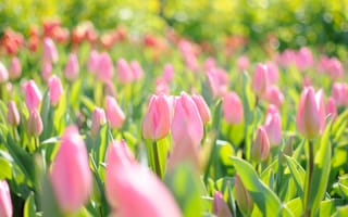 Картинка весна, тюльпаны, цветы, розовое поле, свет, блики