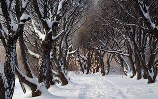 Обои лес, следы, зима, снег