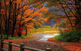 Обои деревья, забор, лес, ограда, дорога, Осень, листья