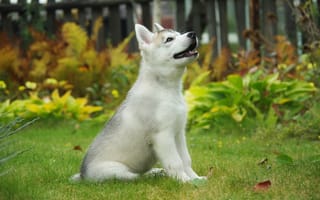 Картинка щенок, сибирский хаски, собака