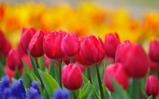 Картинка желтые, синие, весна, яркие, поляна, бутоны, тюльпаны, краски, розовые, малиновые, природа, стебли, цветение, цветы, гиацинты