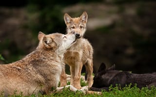 Картинка волчонок, хищники, семейка, волки