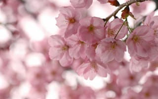 Картинка Цветение, весна, цветы, лепестки, сакура, розовые