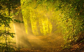 Обои утро, лучи, ранняя осень, лес, листва, деревья, природа, солнце, яркий свет