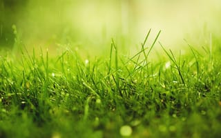 Картинка трава, капли, зелень, роса, макро, солнечный, дождь