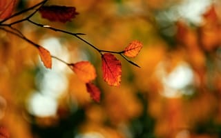 Картинка осень, блики, ветка, макро, листва