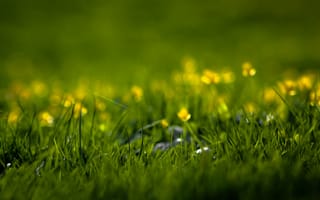 Картинка трава, природа, цветы, травинки, травинка, лето, зелень, свежесть, травка, весна