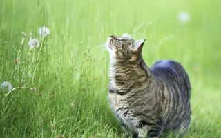 Картинка котэ, смотрит, кошка, кошак, трава, кот, вверх