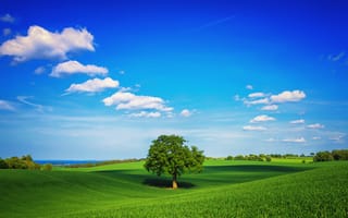 Обои весна, дерево, небо, зелень, облака, трава, поле