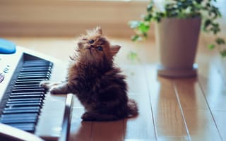 Картинка котенок, пол, клавиши, горшок, цветок, пушистик, кот, кошка, музыка, синтезатор