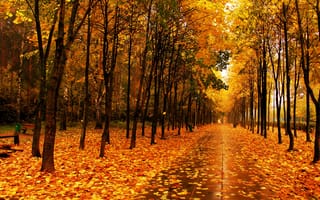 Обои листья, аллея, парк, деревья, Осень