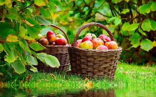 Картинка корзина, спелые, лукошко, пруд, яблоки, природа, отражение