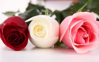 Картинка три, красная, белая, розовая, Розы