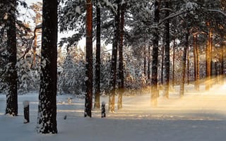Картинка рассвет, утро, лес, лучи, зима, снег, природа