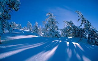 Картинка ель, склон, лес, сугробы, снег, сосна, зима, холм, тени