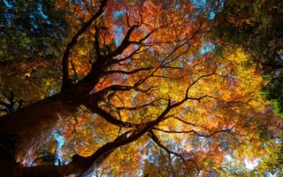 Картинка листва, природа, деревья, кроны, осень