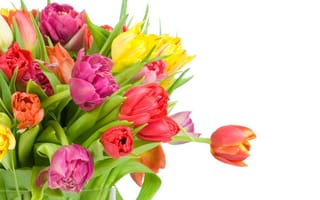 Картинка белый фон, букет, разные, тюльпаны, цветы