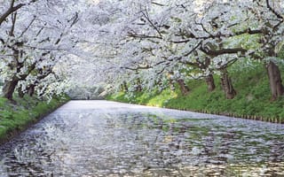 Обои цветёт, Япония, река, дерево, сакура, вишня