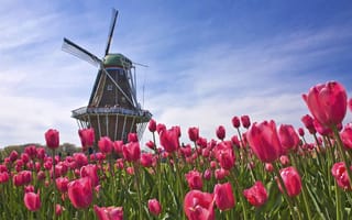 Картинка тюльпаны, Голландия, Нидерланды, мельница, поле