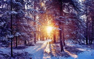 Картинка природа, лучи, лес, солнце, зима, снег, свет