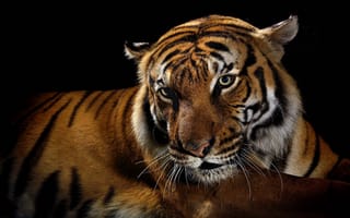 Картинка тигр, дикие кошки, черный фон, хищник