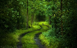 Картинка таинственный, дорога, деревья, листва, зеленый, свет, свежесть, природа, лес, настроение, спокойствие