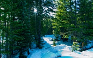 Картинка лес, зима, природа, лучи