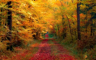 Картинка природа, лес, осень, дорога