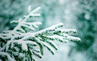 Картинка зима, ветки, природа, боке, снег, елки