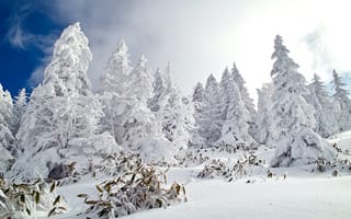 Обои зима, лес, снег, небо, природа