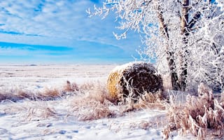 Картинка зима, иний, дерево, рол, природа, поле