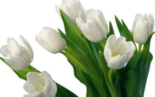 Картинка цветы, тюльпаны, букет, белый