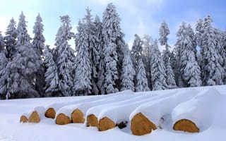 Картинка снег, ели, брёвна, деревья, зима
