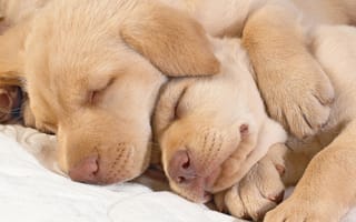 Картинка щенки, спят, двое
