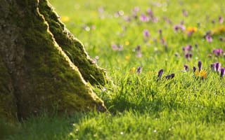 Картинка трава, зелёный, дерево, цветы