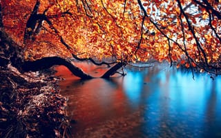 Картинка ветки, природа, гладкость, река, осень