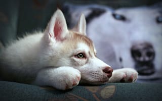 Картинка сибирский хаск, собака, щенок