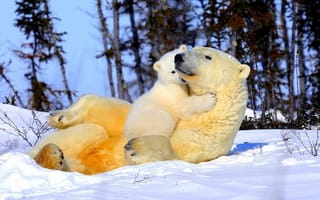 Картинка нежность, ласка, белые медведи, медвежонок, снег, деревья, мама