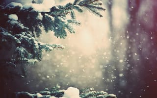 Обои погода, природа, снег, зима, деревья, ветви, лес