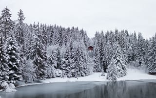 Обои дом, ели, лес, деревья, зима, снег, озеро