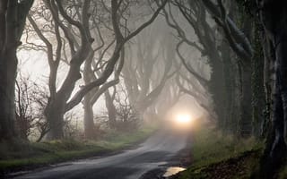 Картинка деревья, осень, таинственность, мрак, туман, фары