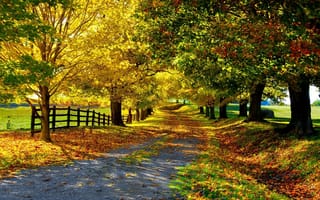 Картинка осень, аллея, дорога, забор, деревья, листья, природа