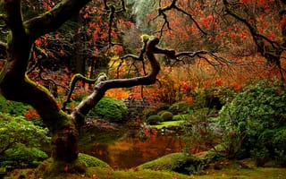 Картинка мост, японский, люди, осень, природа, парк, сад